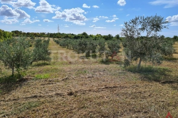Olive grove near Vodnjan
